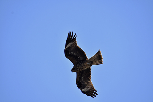 Black Kite