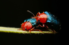 Plagiodera arizonae
