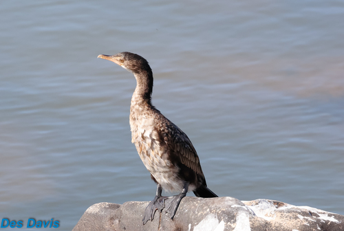 iNaturalist image