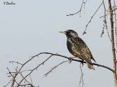 Sturnus vulgaris