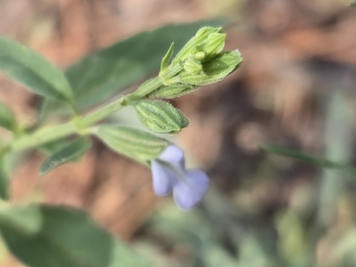 Salvia reflexa, photograph 4
