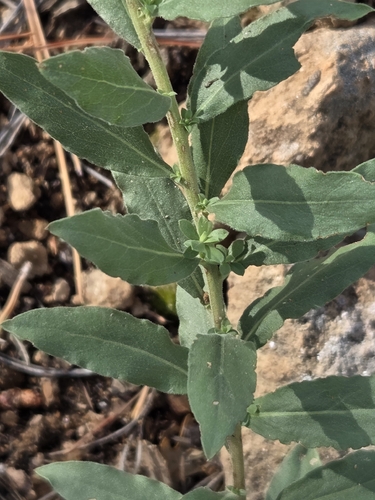 Solidago wrightii, photograph 3