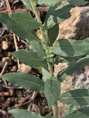 author not stated, no rights reserved Solidago wrightii, photograph author not stated, no rights reserved