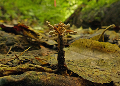 Cordyceps sinclairii