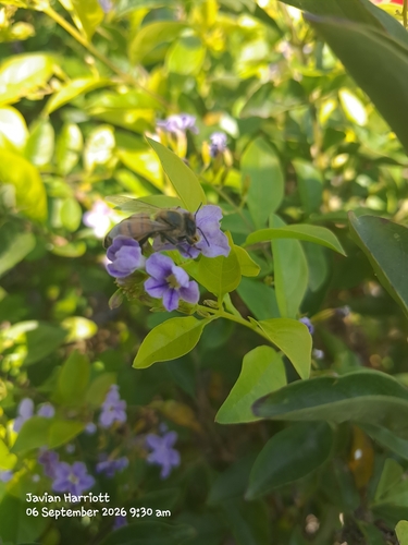 Western Honey Bee
