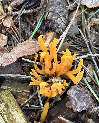 Jelly-antler