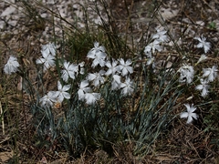 Dianthus plumarius regis-stephani
