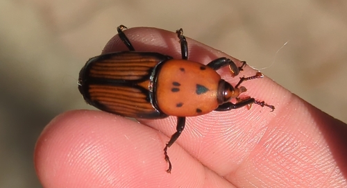 Red Palm Weevil