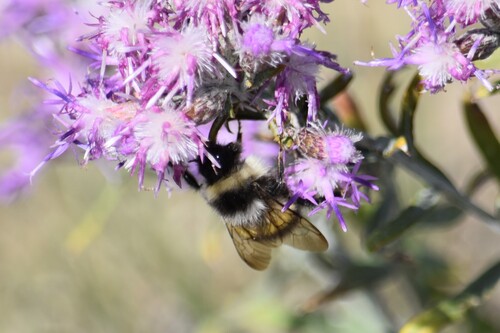 Far Eastern Bumble Bee