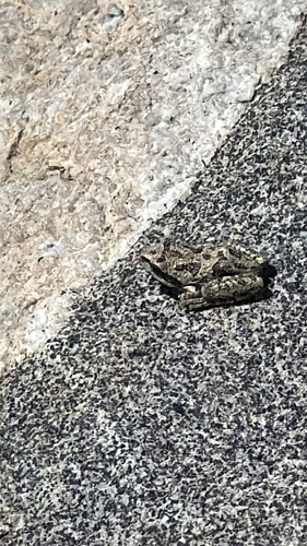 iNaturalist observation photo of Pacific chorus frog