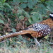 Reeves's Pheasant - Photo (c) desplis, some rights reserved (CC BY-NC)