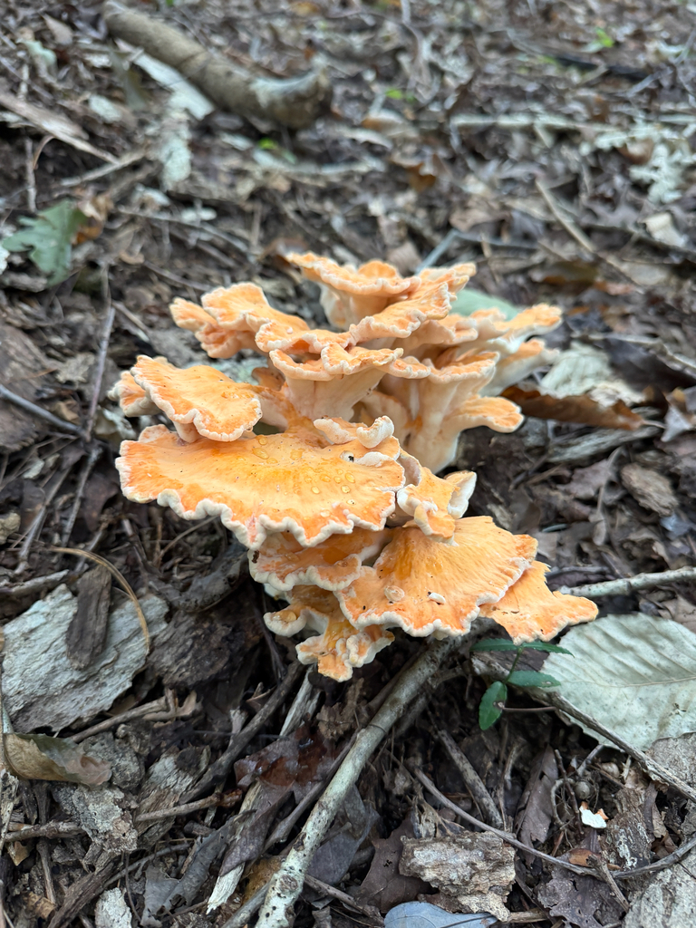 White-pored Chicken of the Woods · September 2026 · photo: Photo: no rights reserved · iNaturalist