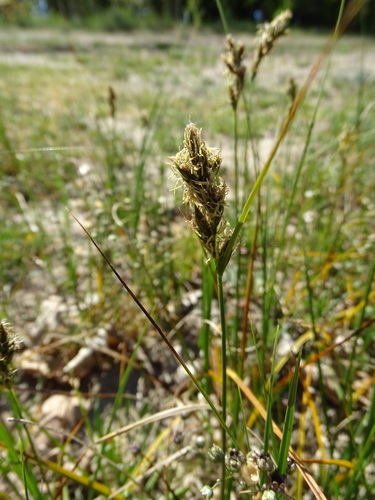 Image of Carex colchica by (c) Grzegorz Grzejszczak, some rights reserved (CC BY-SA)