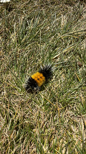 iNaturalist observation photo of Spotted Tussock Moth