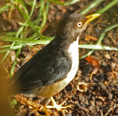 Turdus reevei