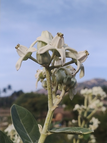 crown flower