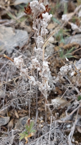 Upright Cudweed