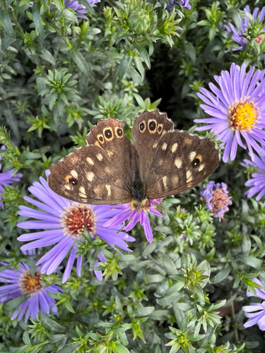 Speckled Wood