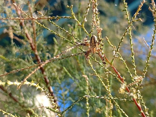 Western Spotted Orbweaver