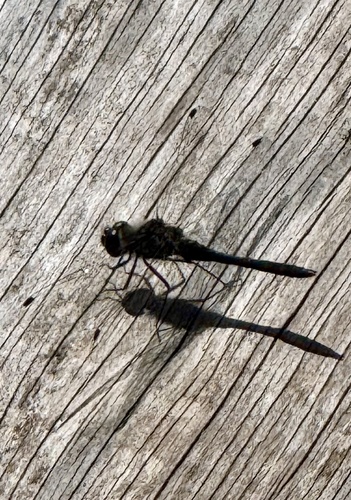 Black Meadowhawk