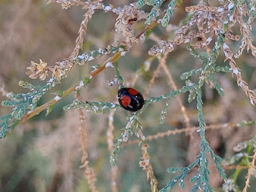 Cactus Lady Beetle