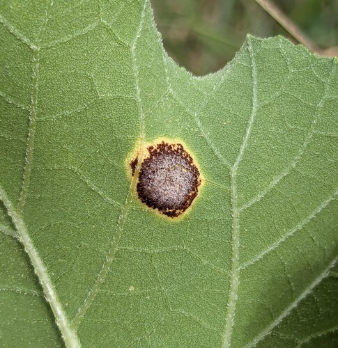 Puccinia xanthii