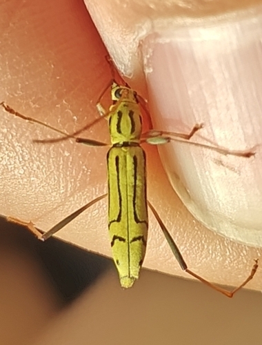 Rhaphuma horsfieldii