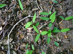 Polygonatum odoratum