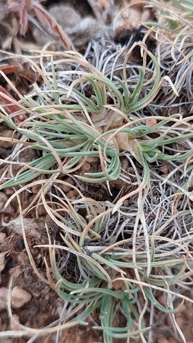 Koeleria brevis