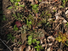 Geum laciniatum