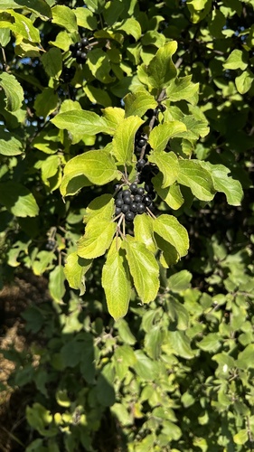 common buckthorn