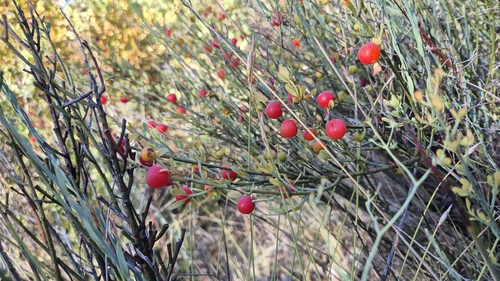 Poet's Cassia