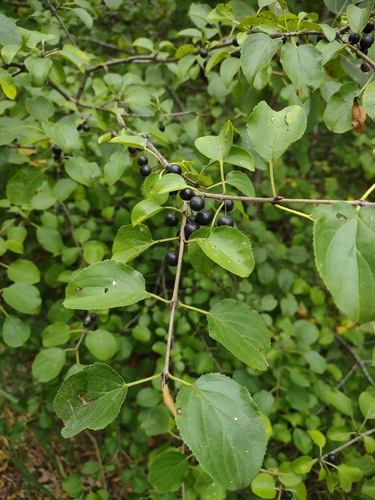common buckthorn
