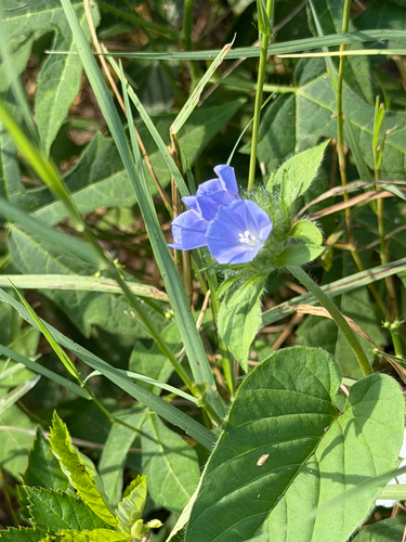 Jacquemontia tamnifolia, photograph 5