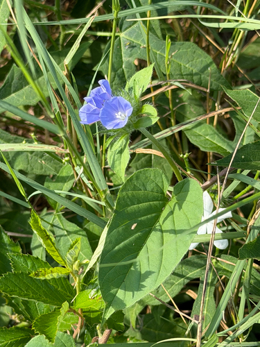 Jacquemontia tamnifolia, photograph 6