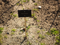Rosa pouzinii