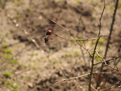 Rosa pouzinii