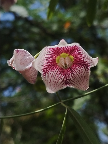 Rosy Milkweed Vine