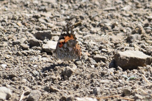 Painted Lady