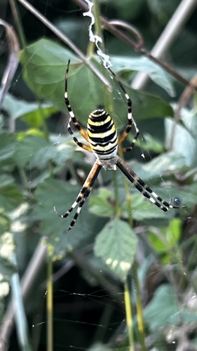 Wasp Spider