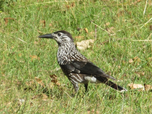 Northern Nutcracker