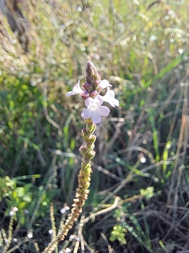 Common vervain