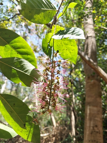 Hirtella racemosa