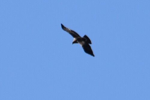 Booted Eagle