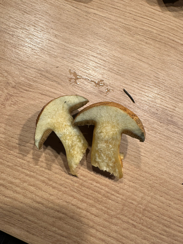 Velvet Bolete