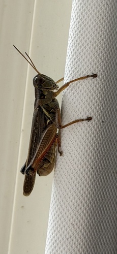 North American Spur-throated Grasshoppers