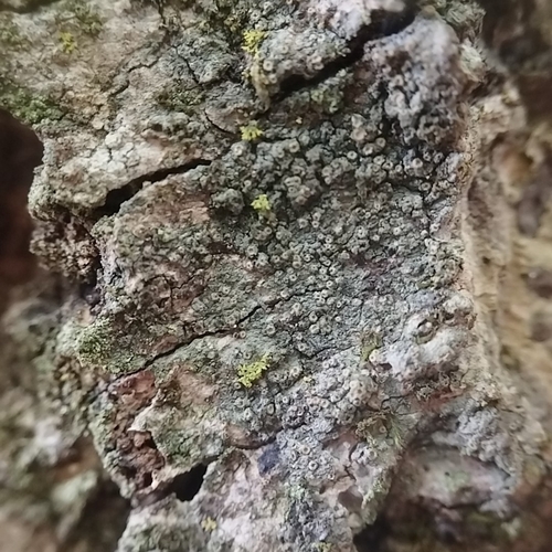 Gyalecta truncigena, 2026-08-23