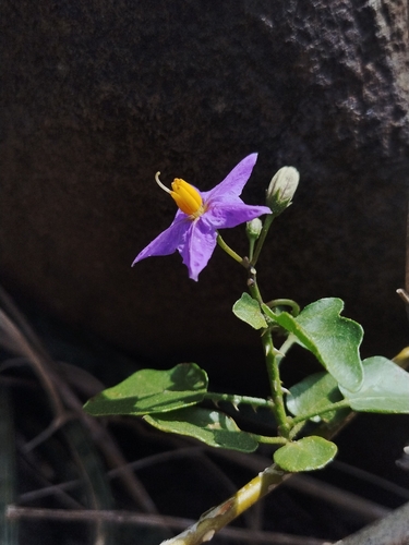 Solanum trilobatum