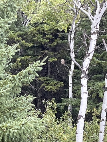 Great Horned Owl