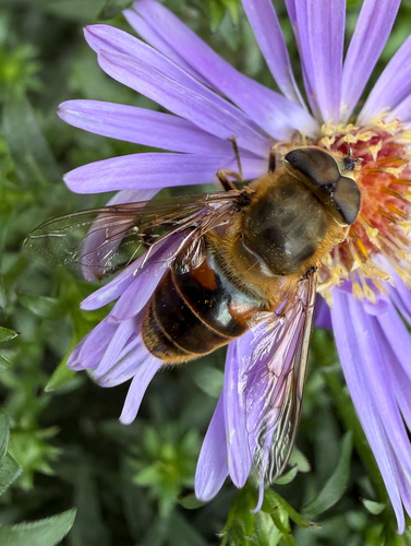 Common Drone Fly